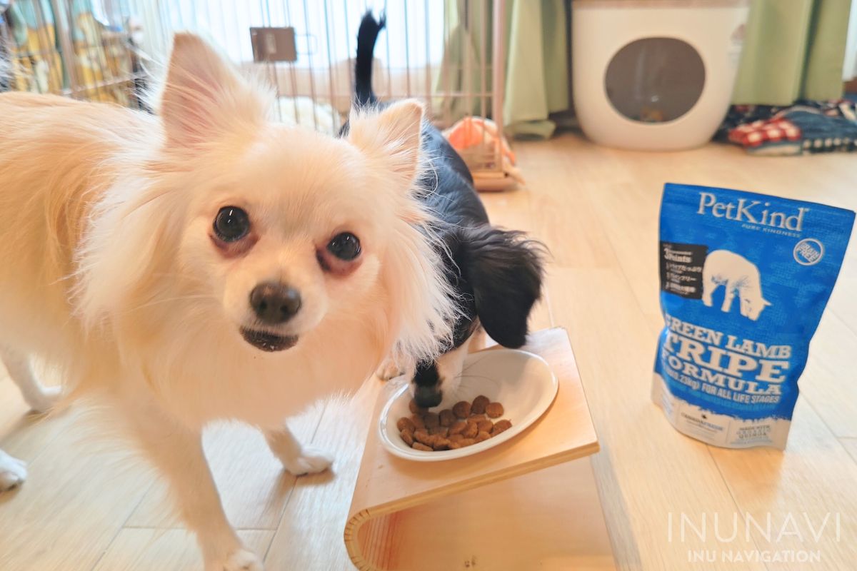 ペットカインド グリーンラムトライプを食べる愛犬たち