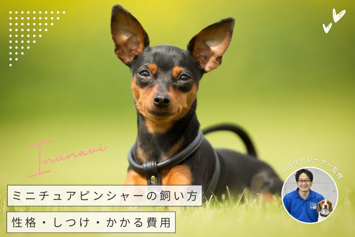 【トレーナー監修】ミニチュアピンシャーの特徴・性格・飼いやすさを解説！子犬の価格や寿命も