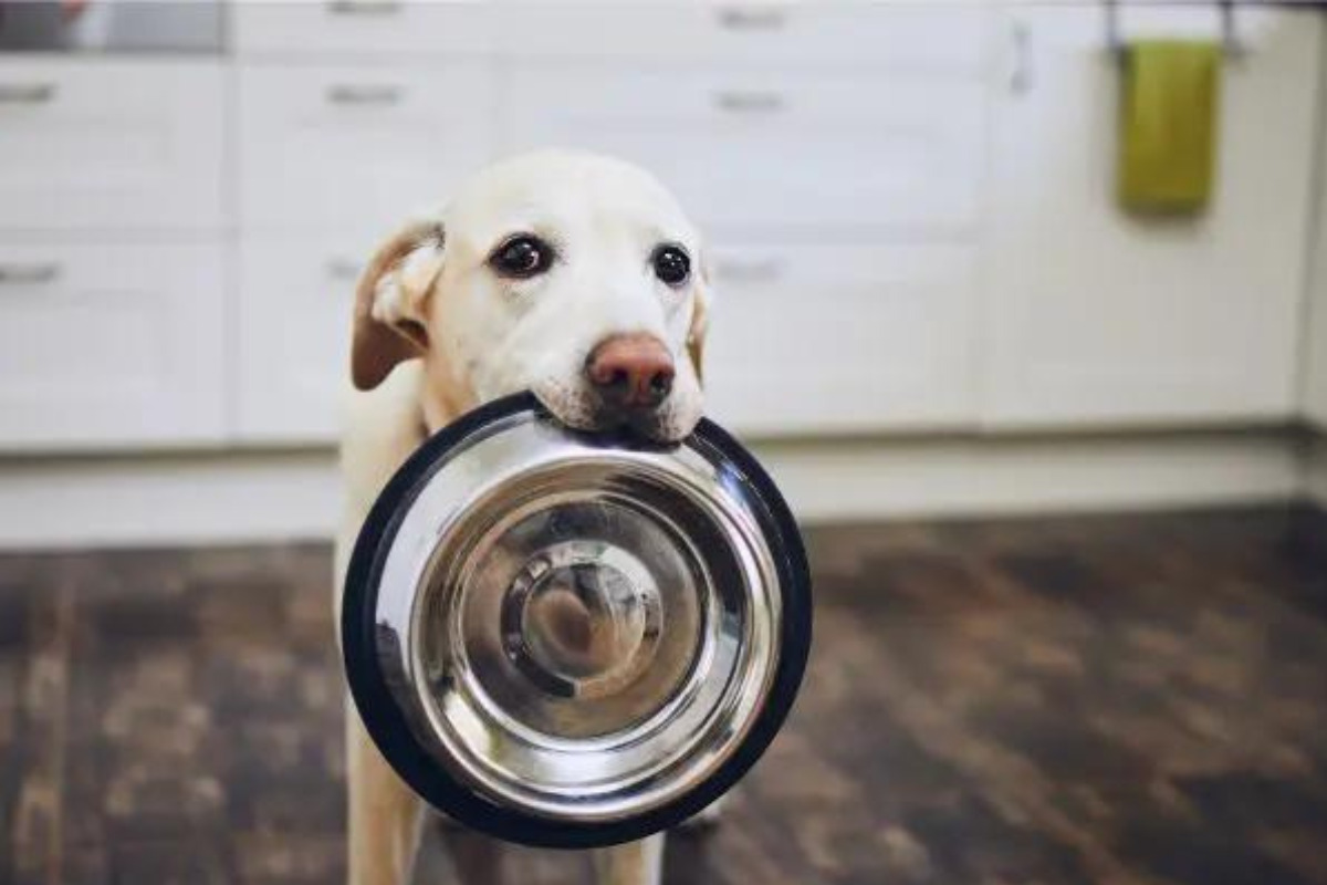 食器をくわえる犬