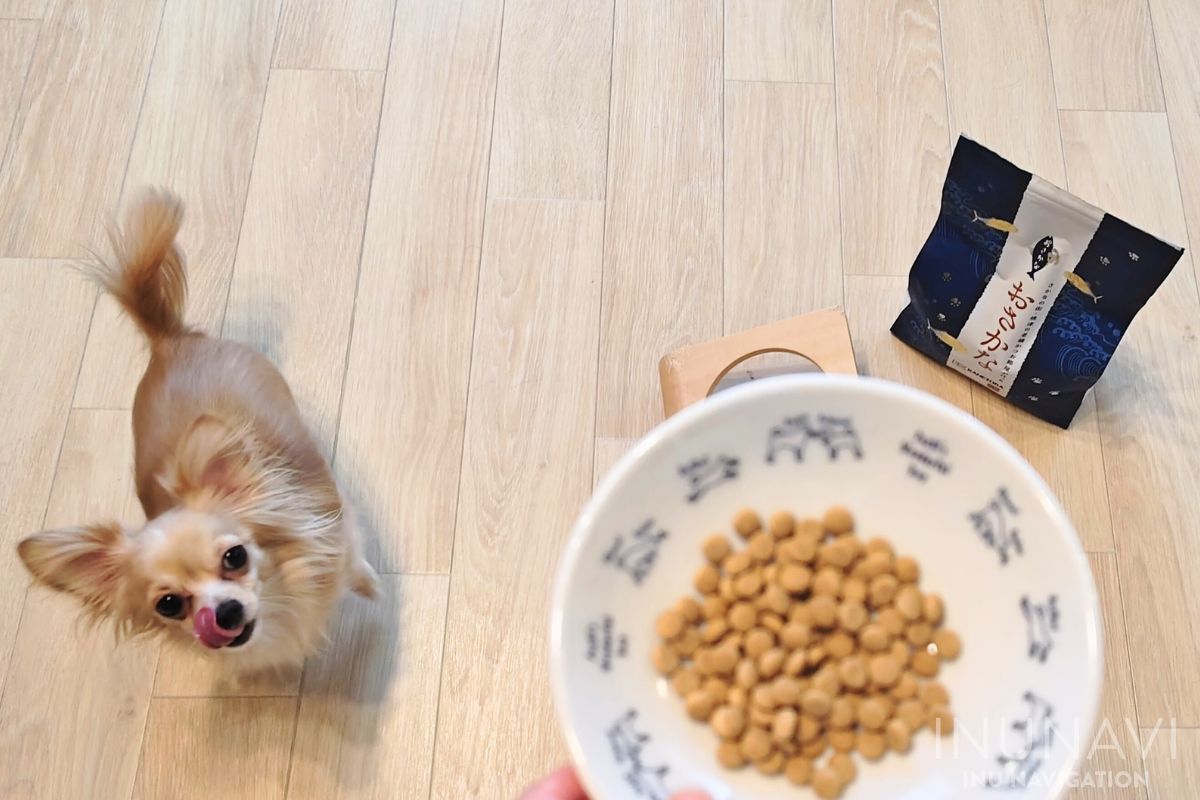 金虎おさかなドッグフードが入った器を見ている愛犬