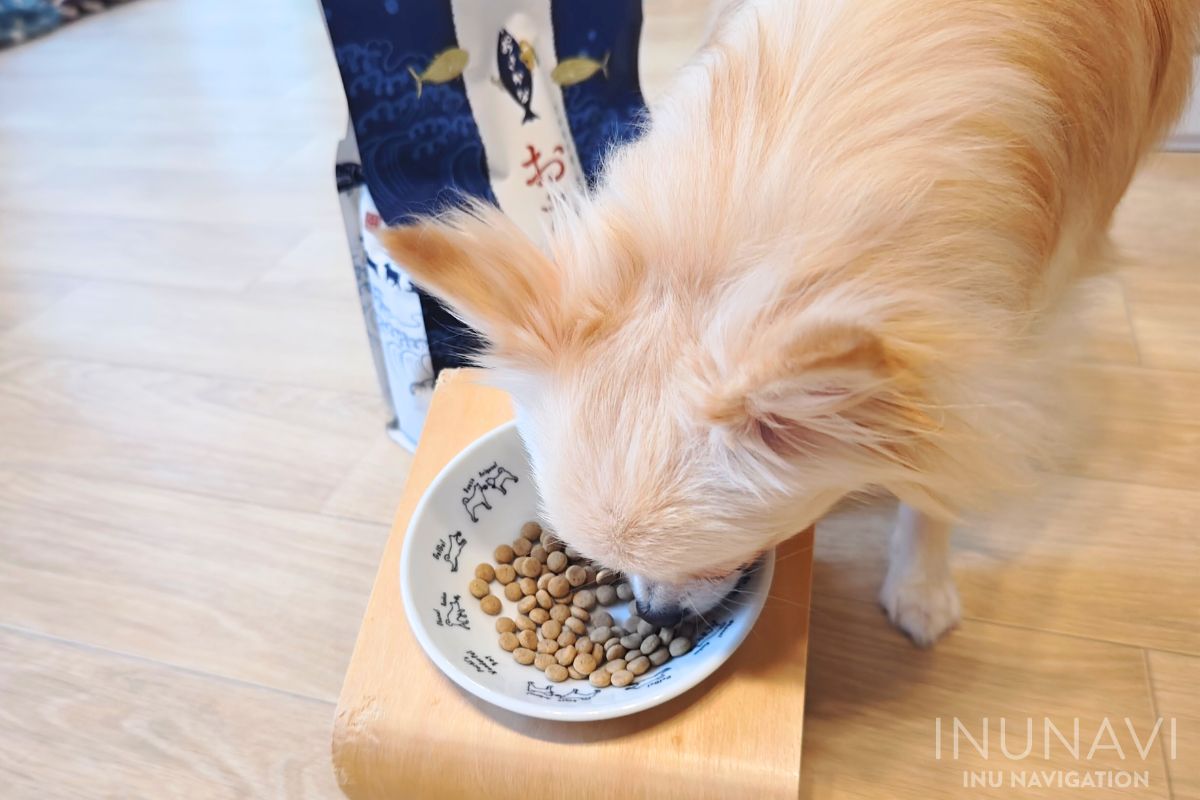 金虎おさかなドッグフードを食べる愛犬 (2)