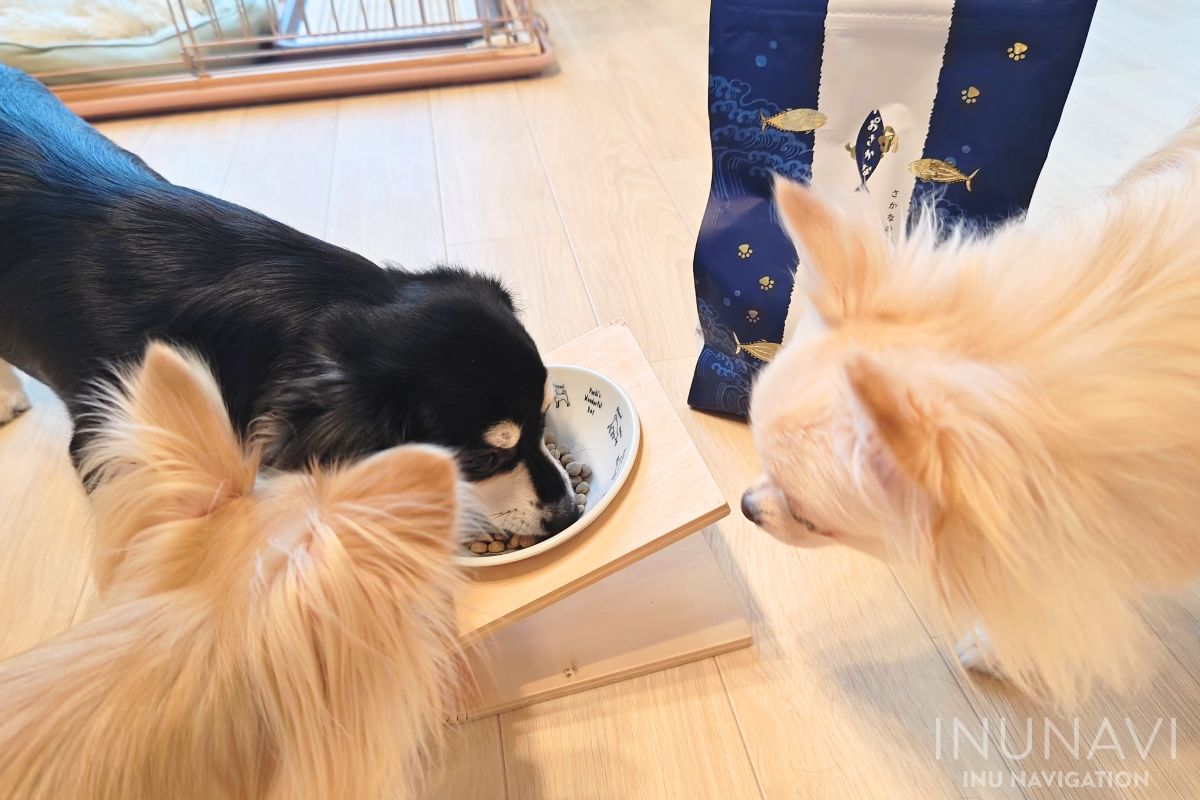 金虎おさかなドッグフードを食べる愛犬