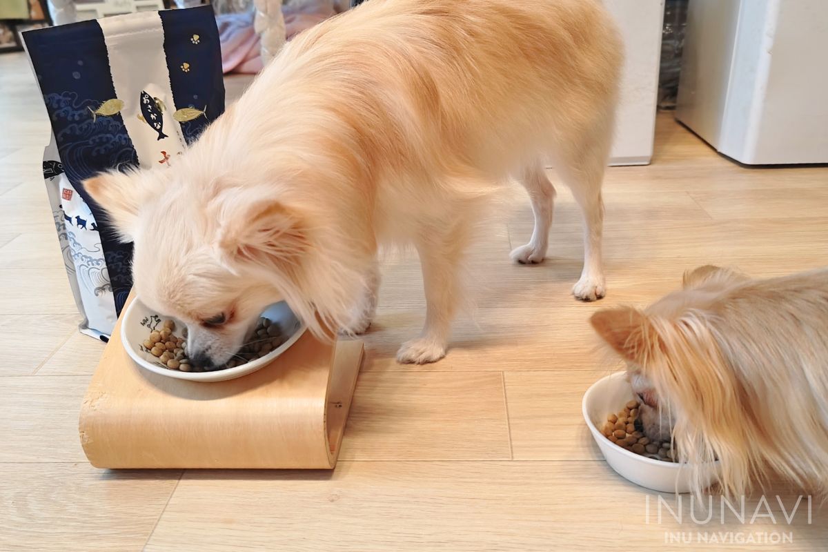 金虎おさかなドッグフードを食べる愛犬たち (3)