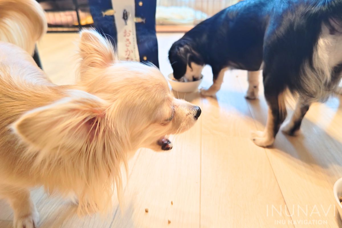 金虎おさかなドッグフードを食べる愛犬たち