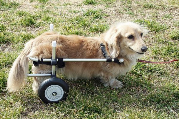 新品国産■犬用車椅子 歩行器 小型犬用4輪車いす 顎乗せ付 2.5kg～8kg位 介護 犬