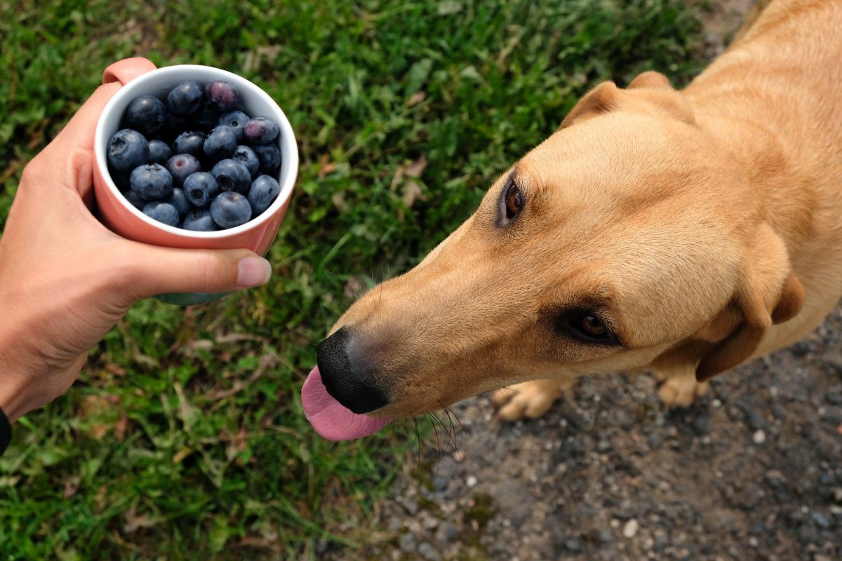 犬 に ブルーベリー