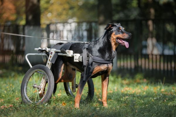 犬用車椅子完全ガイド愛犬に合う車椅子の選び方とおすすめ車椅子