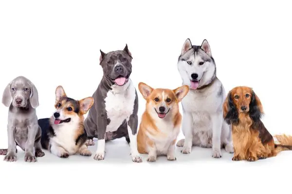 獣医師監修 犬はキウイを食べられる 与える量や注意点 食べてはダメな犬は Inunavi いぬなび