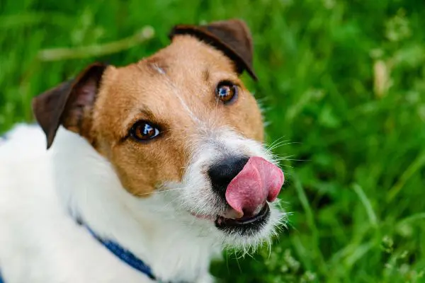 犬に与えてもokな人間用チーズ一覧 塩分の量に注意 獣医師監修 Inunavi いぬなび