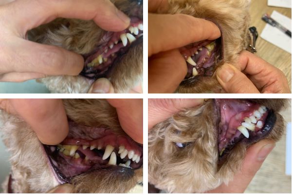 犬の歯周病・歯石