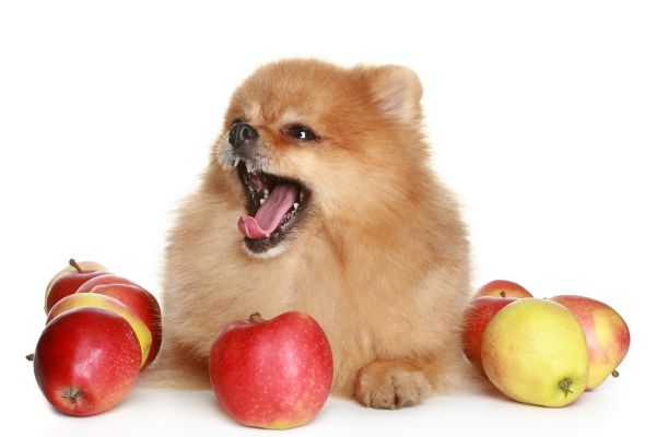 犬　りんご
