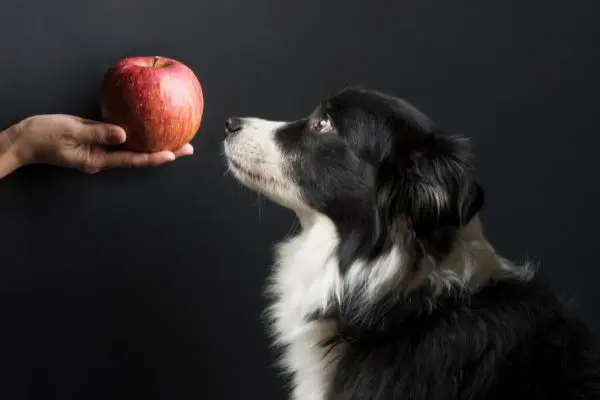 獣医師監修 犬はりんごを食べても大丈夫 1日の量や効果 与える際の注意点も Inunavi いぬなび