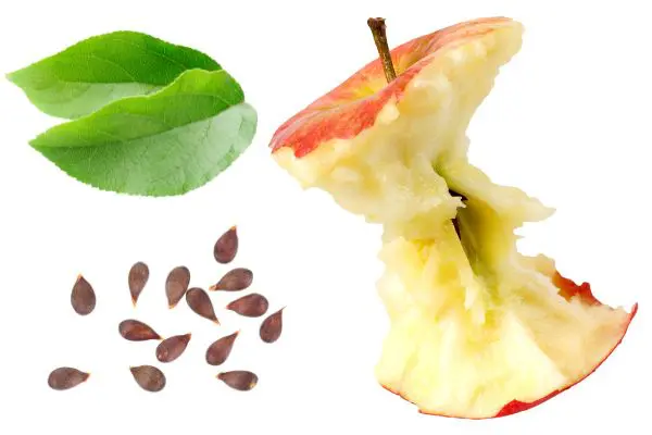 獣医師監修 犬はりんごを食べても大丈夫 1日の量や効果 与える際の注意点も Inunavi いぬなび 獣医師監修 犬はりんごを食べても大丈夫 1日の量や効果 与える際の注意点も Inunavi いぬなび