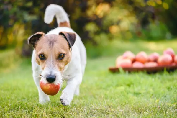 獣医師監修 犬はりんごを食べても大丈夫 1日の量や効果 与える際の注意点も Inunavi いぬなび 獣医師監修 犬はりんごを食べても大丈夫 1日の量や効果 与える際の注意点も Inunavi いぬなび