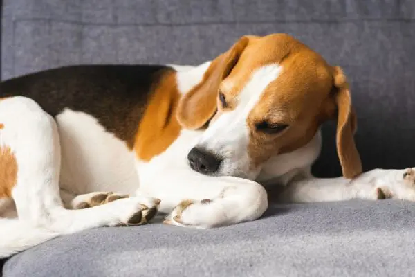 獣医師監修 犬は梨を食べても大丈夫 1日に与えていい量や注意点を解説 Inunavi いぬなび