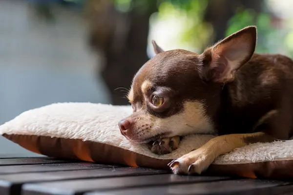 犬に与えてもokな人間用チーズ一覧 塩分の量に注意 獣医師監修 Inunavi いぬなび