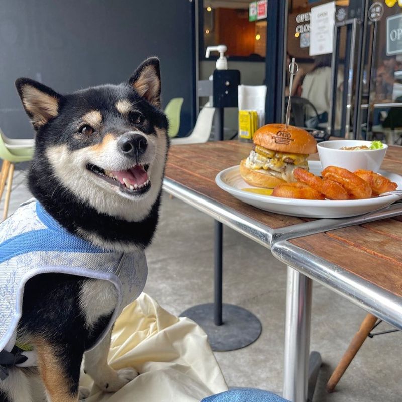 【The Burger Stand-N's-（ザ バーガースタンド エヌズ）】＠mi_rian1203（Ⓜ︎の飯ログin名古屋👩🏻_💻🦊）名古屋のペット同伴OKなドッグカフェ