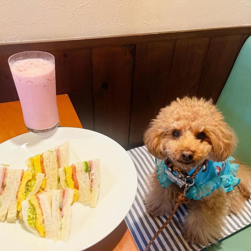 【wan's cafe（ワンズカフェ）】＠riotaangram44（ℝ𝕀𝕆🐕♂りーくん☀︎）名古屋のペット同伴OKなドッグカフェ