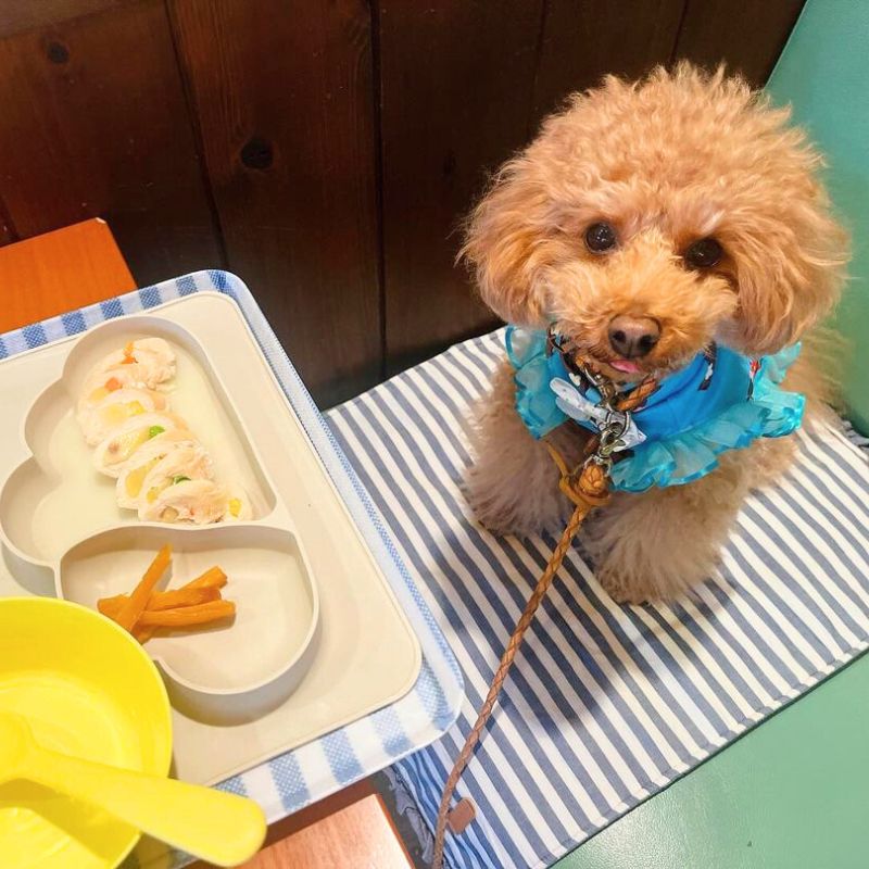 【wan's cafe（ワンズカフェ）】＠riotaangram44（ℝ𝕀𝕆🐕♂りーくん☀︎）名古屋のペット同伴OKなドッグカフェ