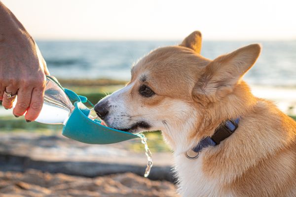 持ち運び式給水器を使う犬