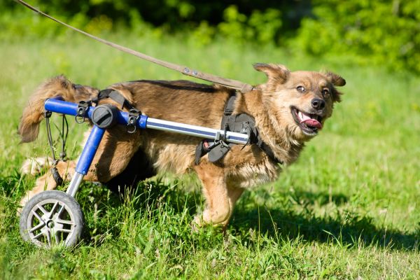 車椅子を使って散歩をする犬