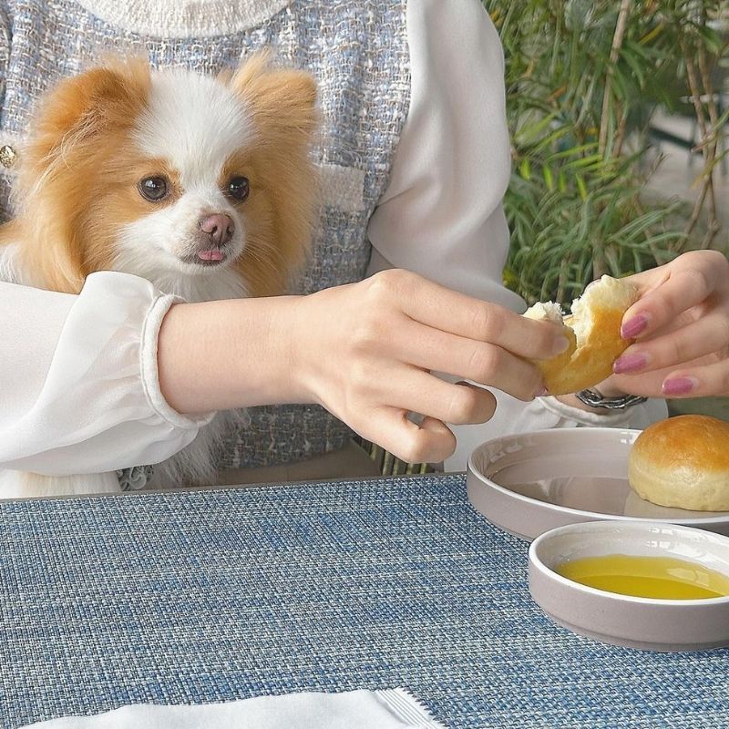 【ザ ガーデン ブラッスリー＆バー（THE GARDEN BRASSERIE＆BAR）】＠royce.1125（ROYCE 🐾 ポメラニアン）千葉のペット同伴OKなドッグカフェ