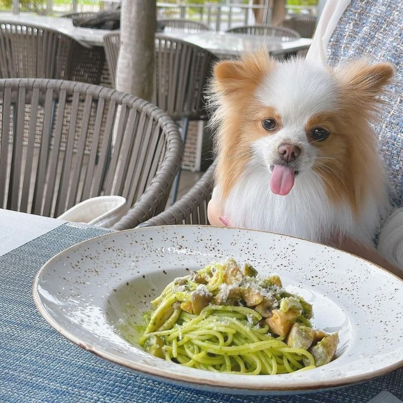 【ザ ガーデン ブラッスリー＆バー（THE GARDEN BRASSERIE＆BAR）】＠royce.1125（ROYCE 🐾 ポメラニアン）千葉のペット同伴OKなドッグカフェ