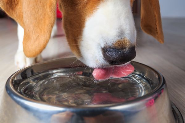 ステンレス製のウォーターボウルから水を飲む犬の口元