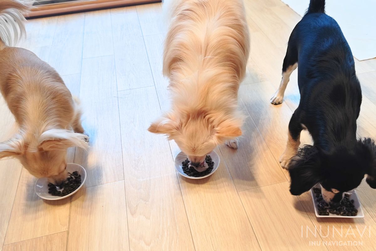 モグリッチのかかったドッグフードを食べる愛犬