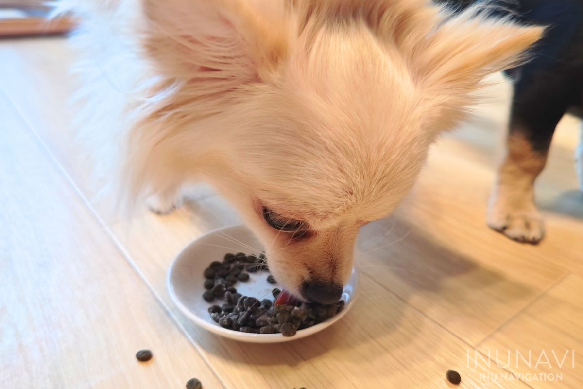 モグリッチのかかったフードを食べる愛犬