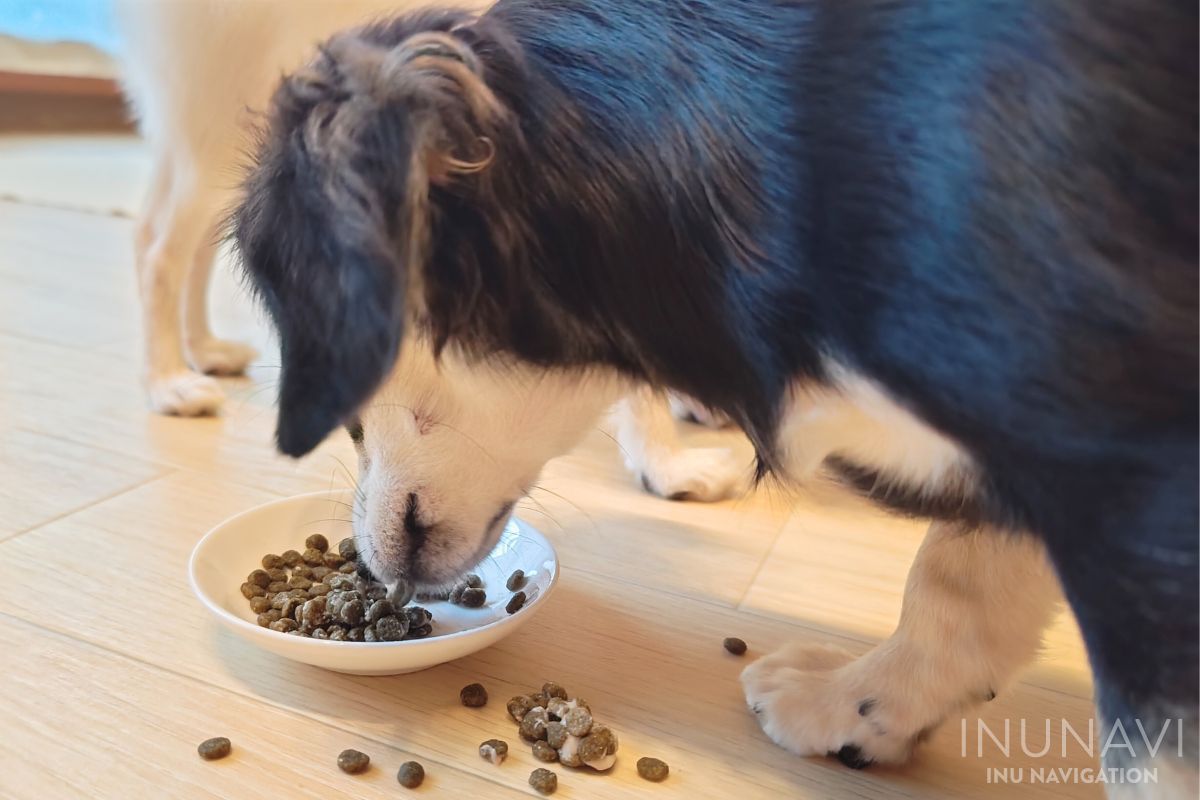 モグリッチのかかったフードを食べる愛犬