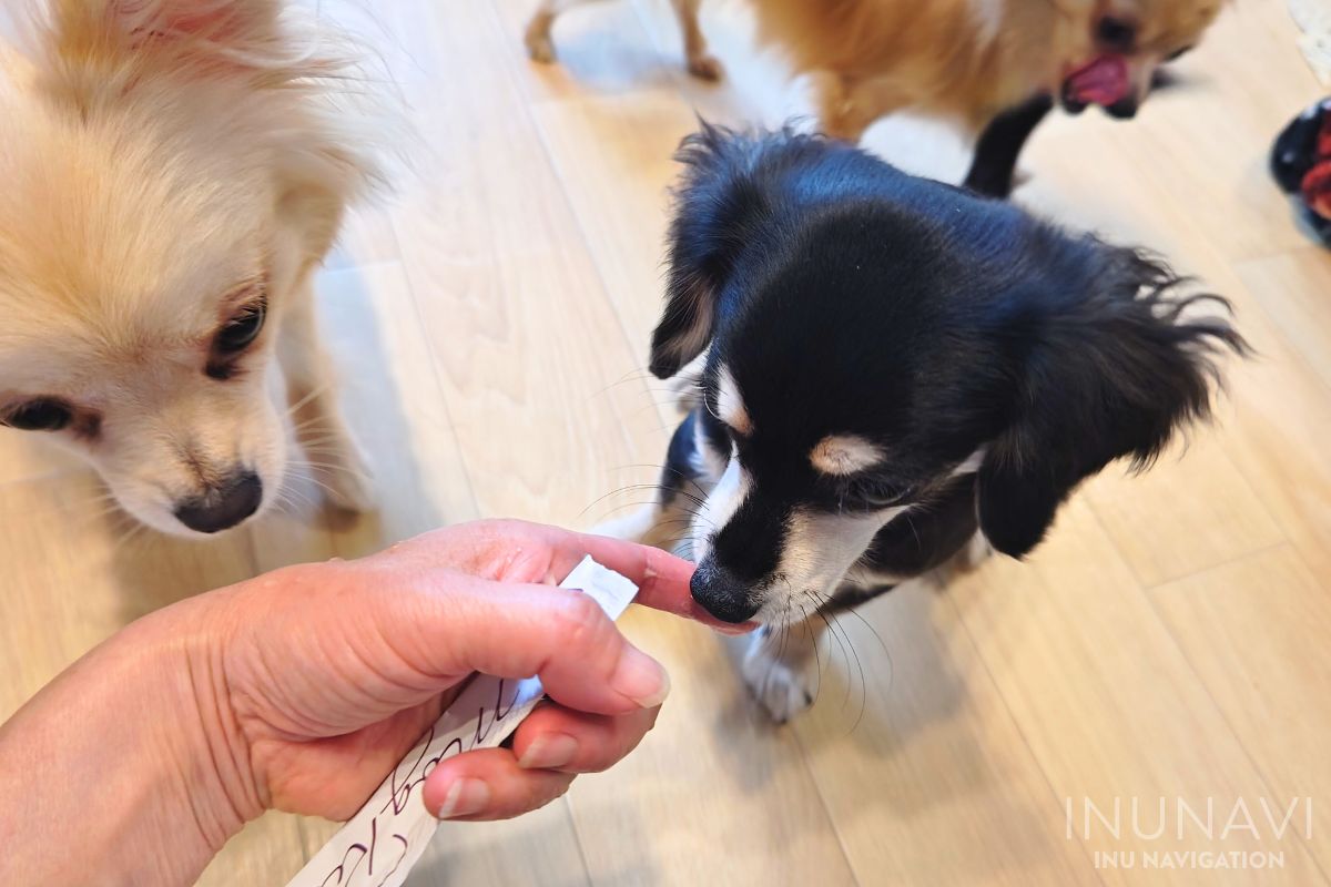 モグリッチを舐める愛犬