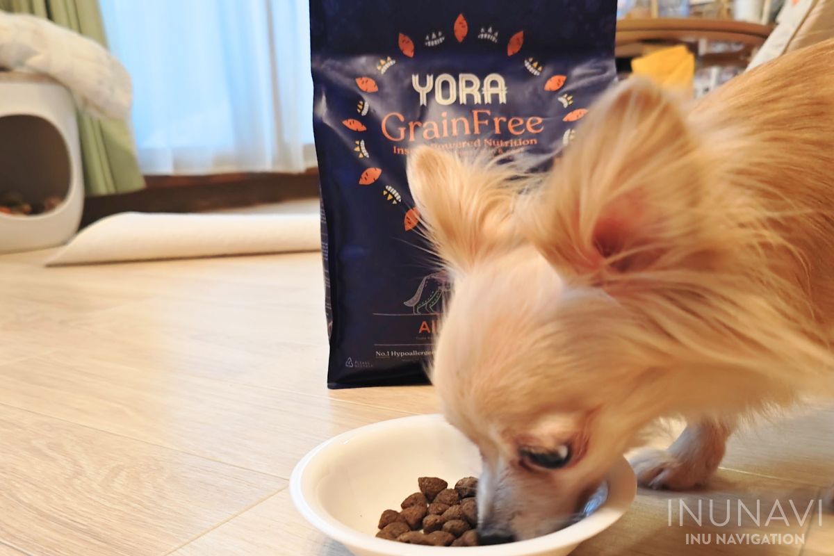 ヨラドッグフード YORAを食べる愛犬