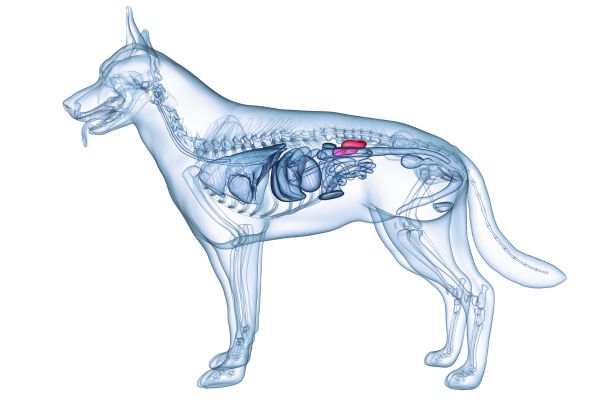 犬の腎臓の位置の図解