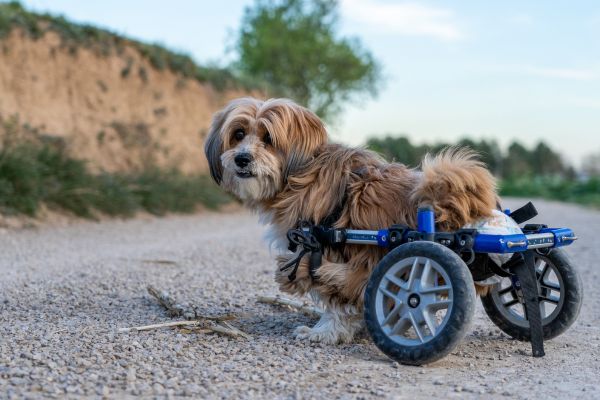 2輪車いすをつけて散歩をする小型犬