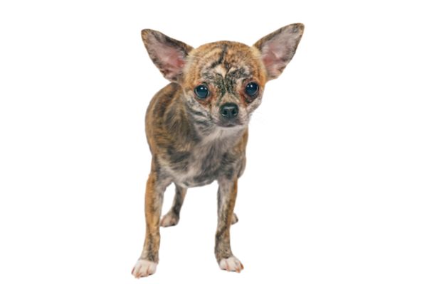 806】CK様レアパネル生地 チワワ （チワワ(スムース)【京都府・女の子  