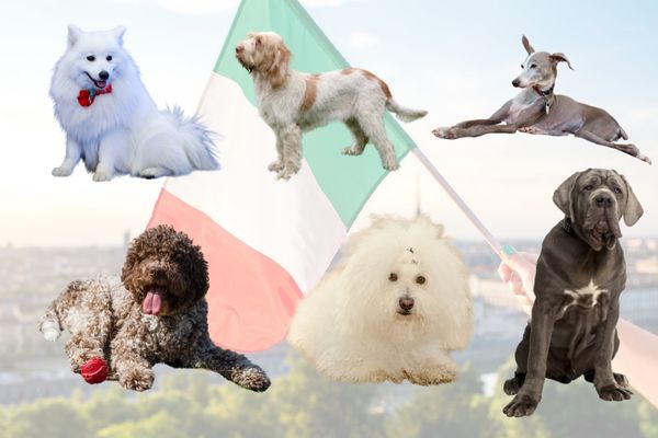 ■イタリア原産の犬種