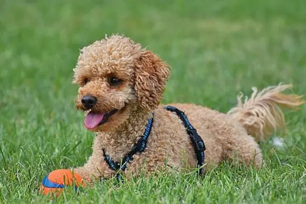 トイプードルの飼い方入門 しつけ お手入れ 性格も ドッグトレーナー監修 Inunavi いぬなび