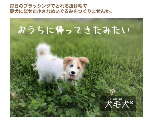 柴犬はなぜ抜け毛が多い 換毛期の家の中での対策 おすすめのグッズをアンケート調査 Inunavi いぬなび