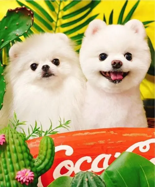 22年最新 ポメラニアン人気カット10種類 愛犬に似合うスタイルや注意点 現役トリマー取材も Inunavi いぬなび