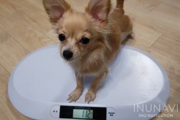 体重計に乗る愛犬