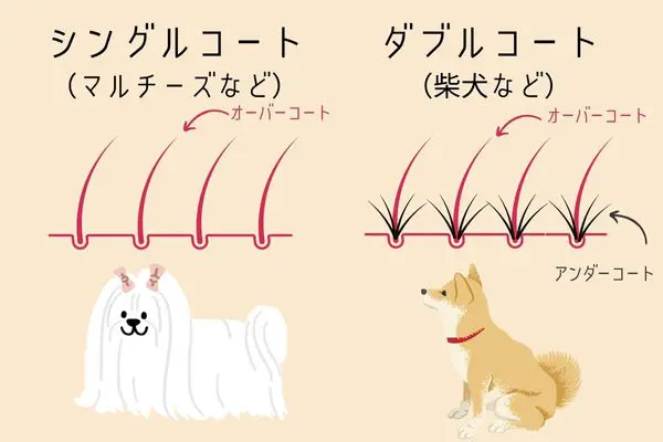 柴犬はなぜ抜け毛が多い 換毛期の家の中での対策 おすすめのグッズをアンケート調査 Inunavi いぬなび