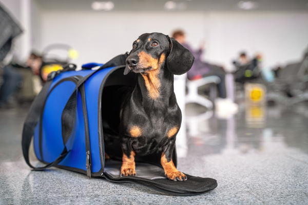空港で待つ犬