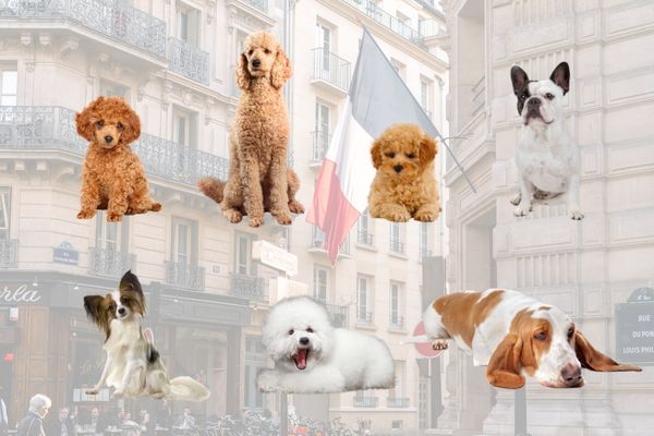 ■フランス原産の犬種