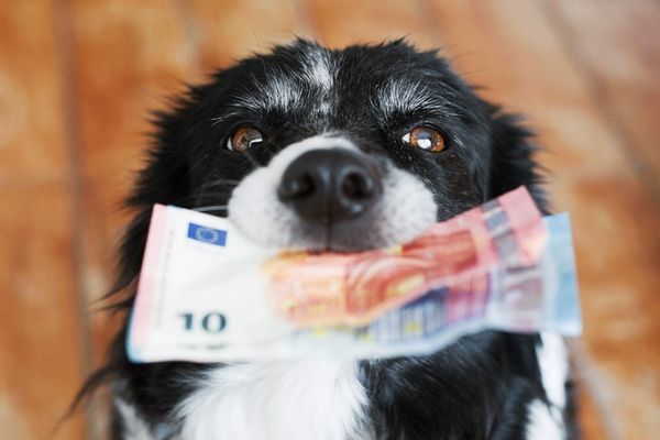 お金を加えた犬