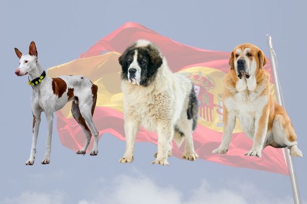 ■スペイン原産の犬種