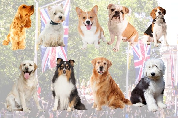 ■イギリス原産の犬種