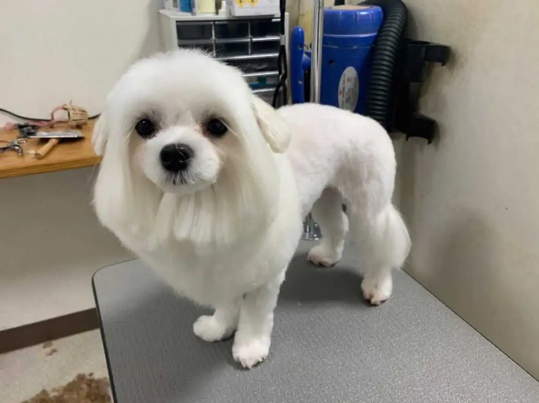 マルチーズ人気カットスタイル10選 頻度 自宅ケア 失敗しないオーダー方法 現役トリマーに取材 Inunavi いぬなび マルチーズ人気カットスタイル10選 頻度 自宅ケア 失敗しないオーダー方法 現役トリマーに取材 Inunavi いぬなび