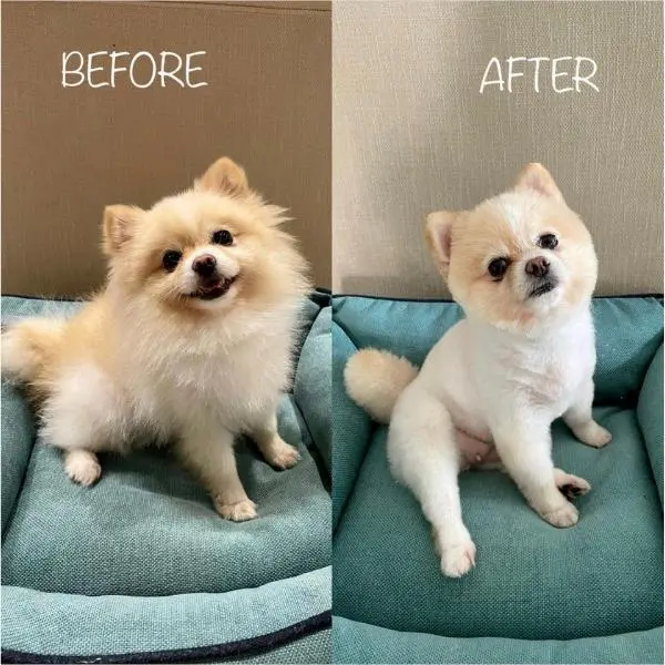 22年最新 ポメラニアン人気カット10種類 愛犬に似合うスタイルや注意点 現役トリマー取材も Inunavi いぬなび