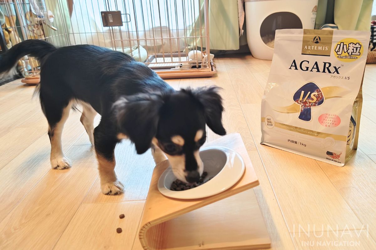 アガリクスI_Sを食べる愛犬